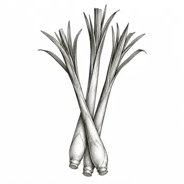 Lemongrass, ink drawing
